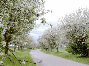 pic11_g