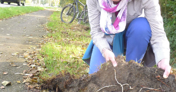 Radweg versinkt im Gras